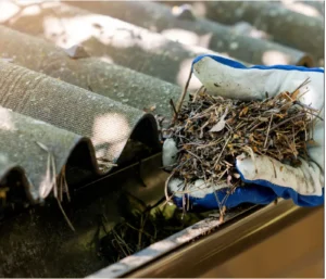 Hand removing pine needles, twigs, and organic debris from a residential gutter during seasonal gutter cleaning maintenance.