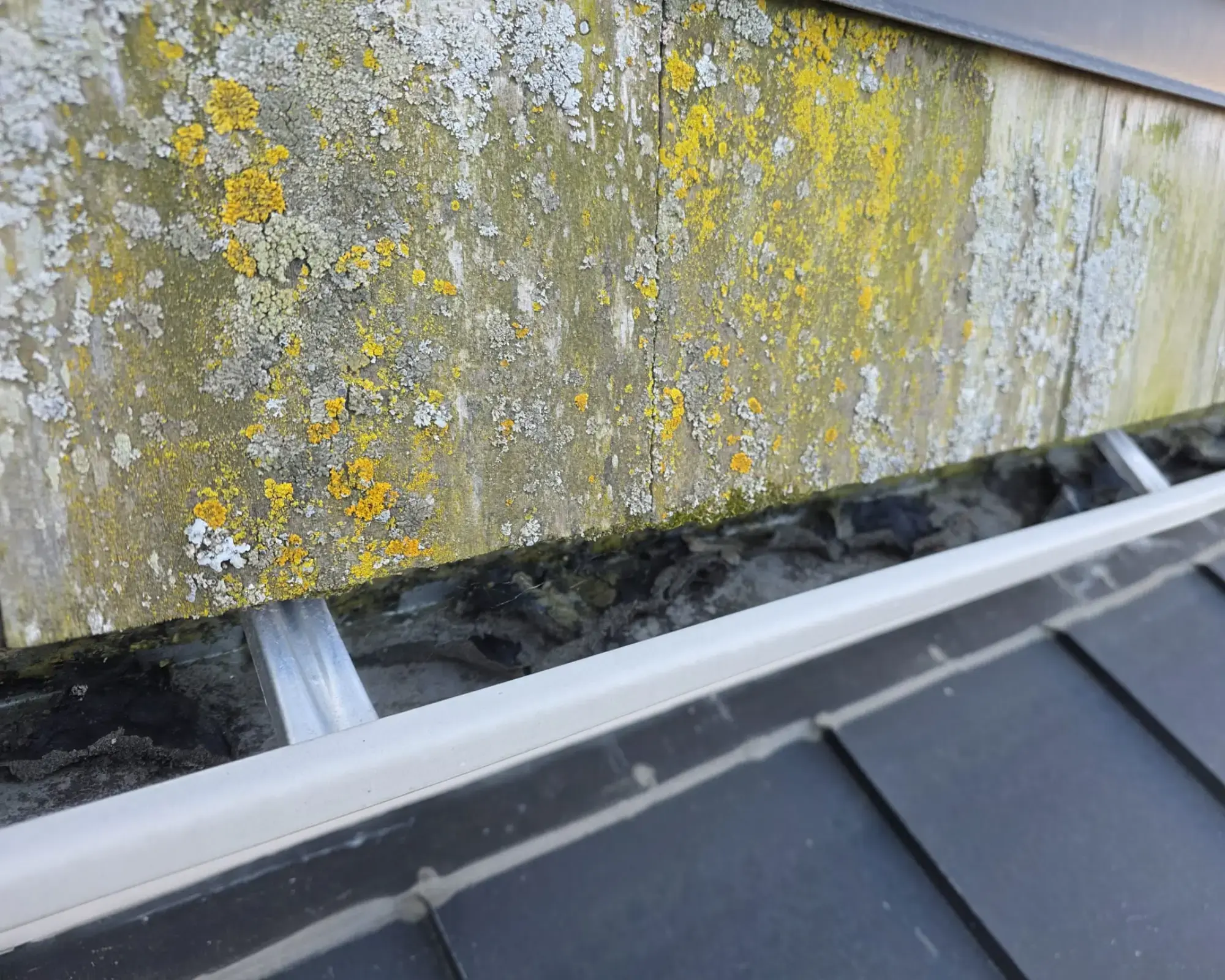 Dirty gutter buildup before professional eavestrough cleaning Vaughan service