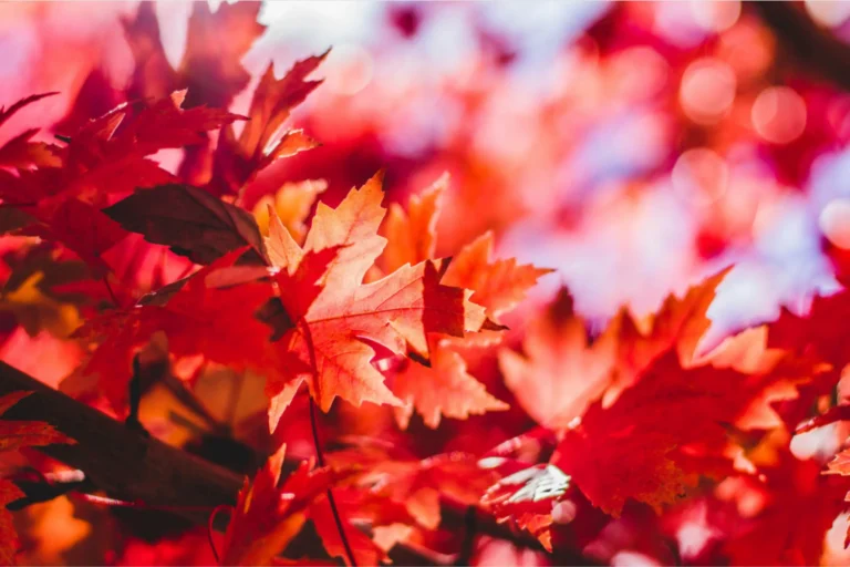 Bright red autumn maple leaves on tree branches, highlighting the seasonal leaf buildup that can clog eavestroughs and gutters.