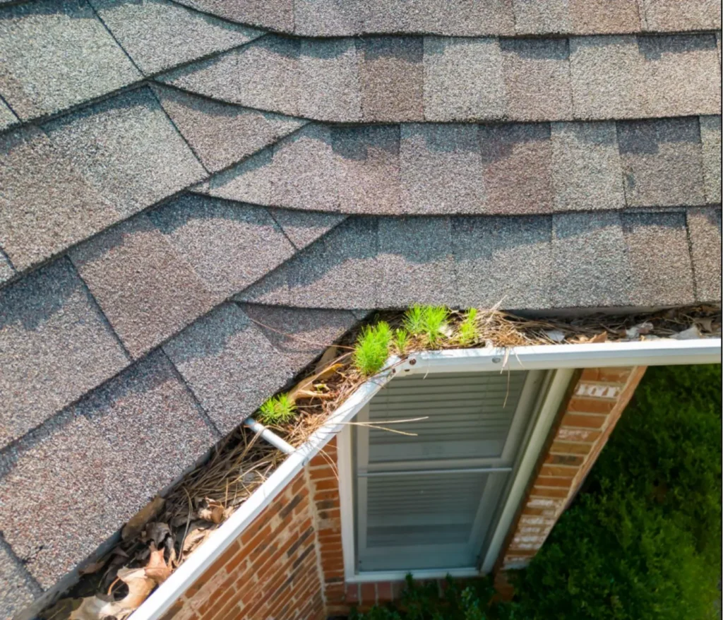 Clogged residential gutter filled with leaves, pine needles, and plant growth, showing how blocked drainage can contribute to foundation damage.