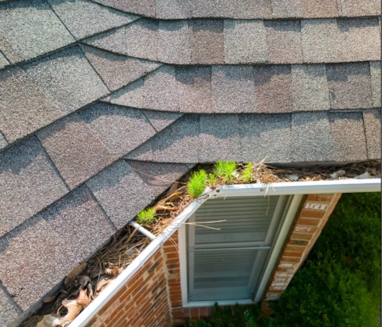Clogged residential gutter filled with leaves, pine needles, and plant growth, showing how blocked drainage can contribute to foundation damage.